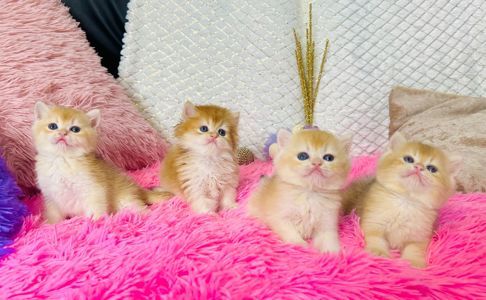 Британська золота шиншилла