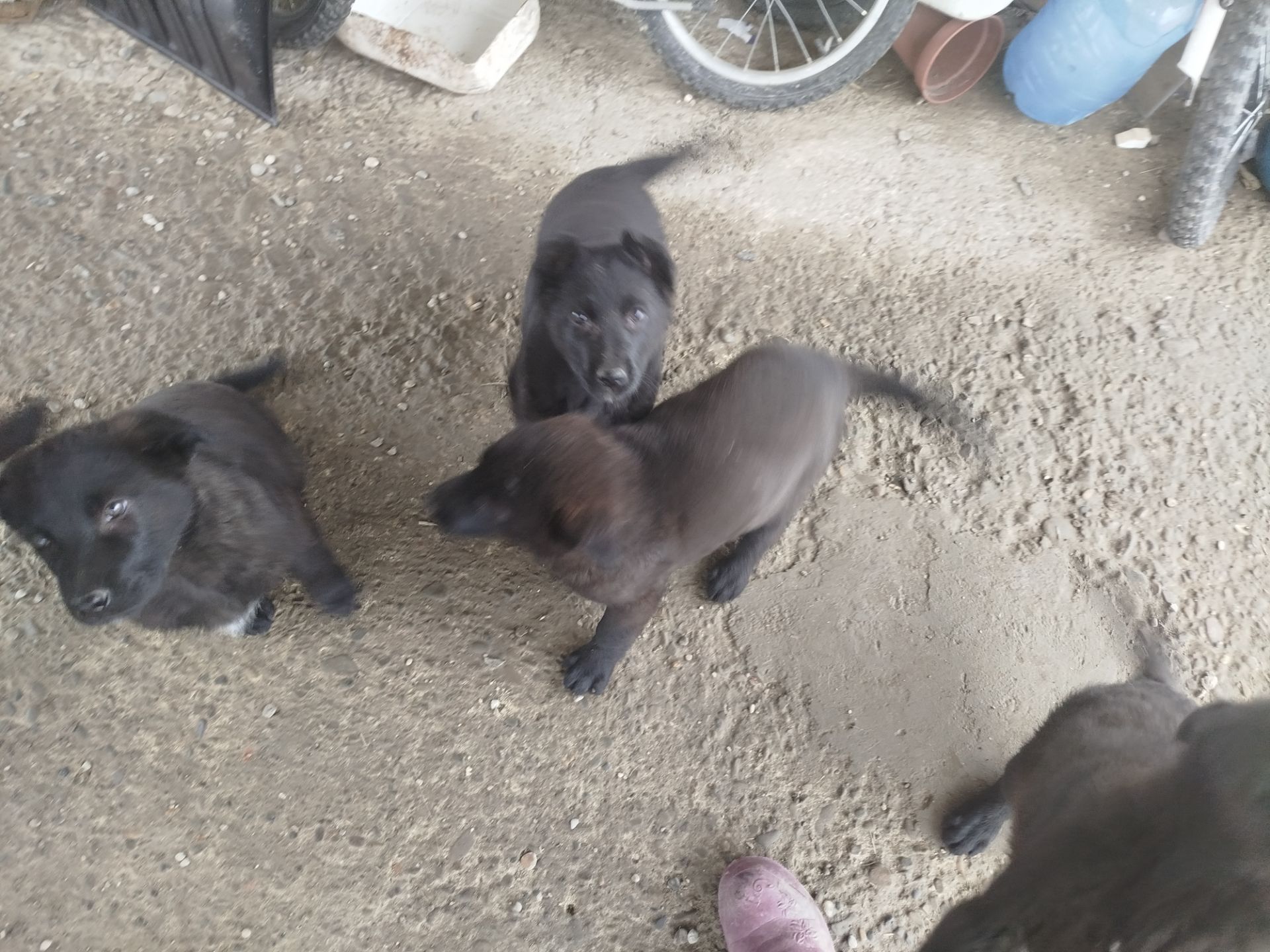 Цуценята німецької вівчарки