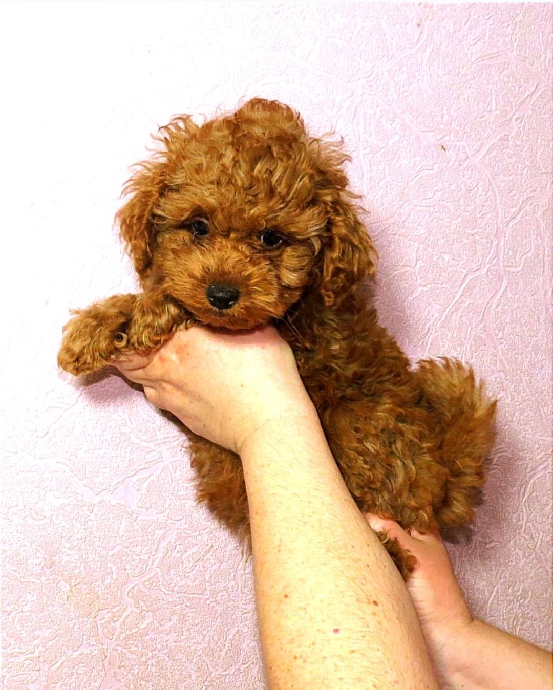 Той Пудель Ред Браун з документами клубу