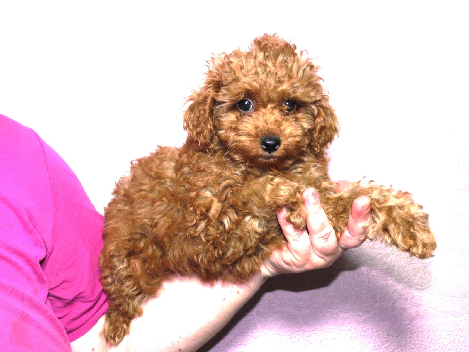 Той Пудель Ред Браун з документами клубу