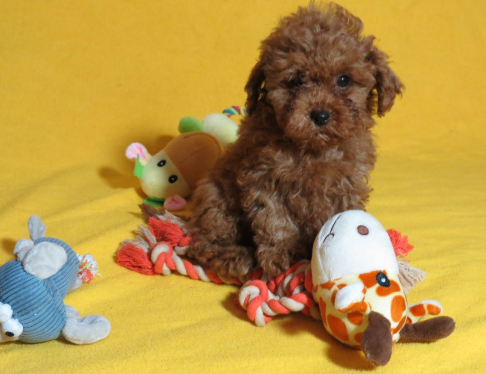 Той Пудель Ред Браун з документами клубу