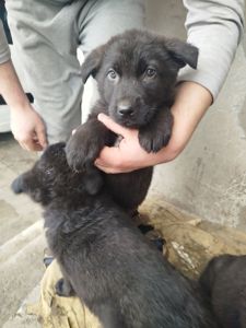 Цуценята німецької вівчарки