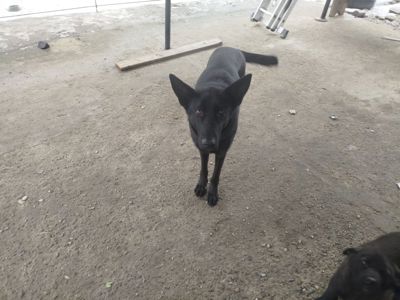 Цуценята німецької вівчарки