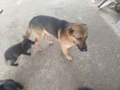 Цуценята німецької вівчарки