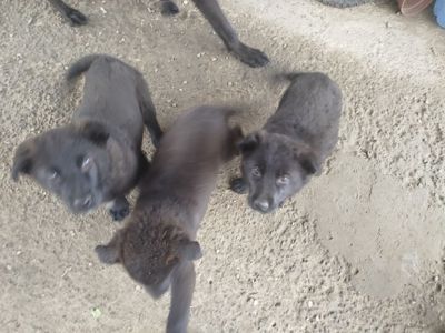 Цуценята німецької вівчарки