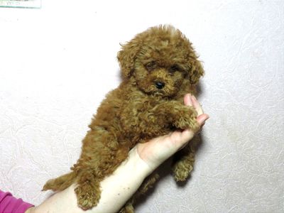 Той Пудель Ред Браун з документами клубу