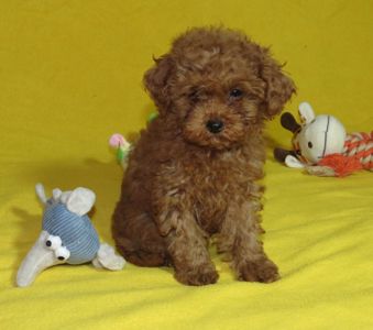 Той Пудель Ред Браун з документами клубу