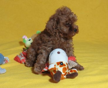 Той Пудель Ред Браун з документами клубу