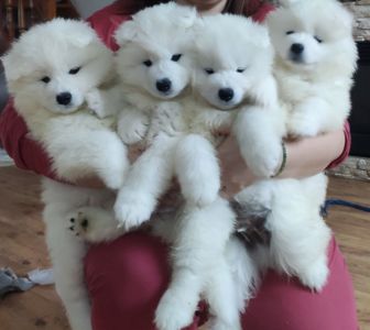 Цуценя самоїда. Хлопчик