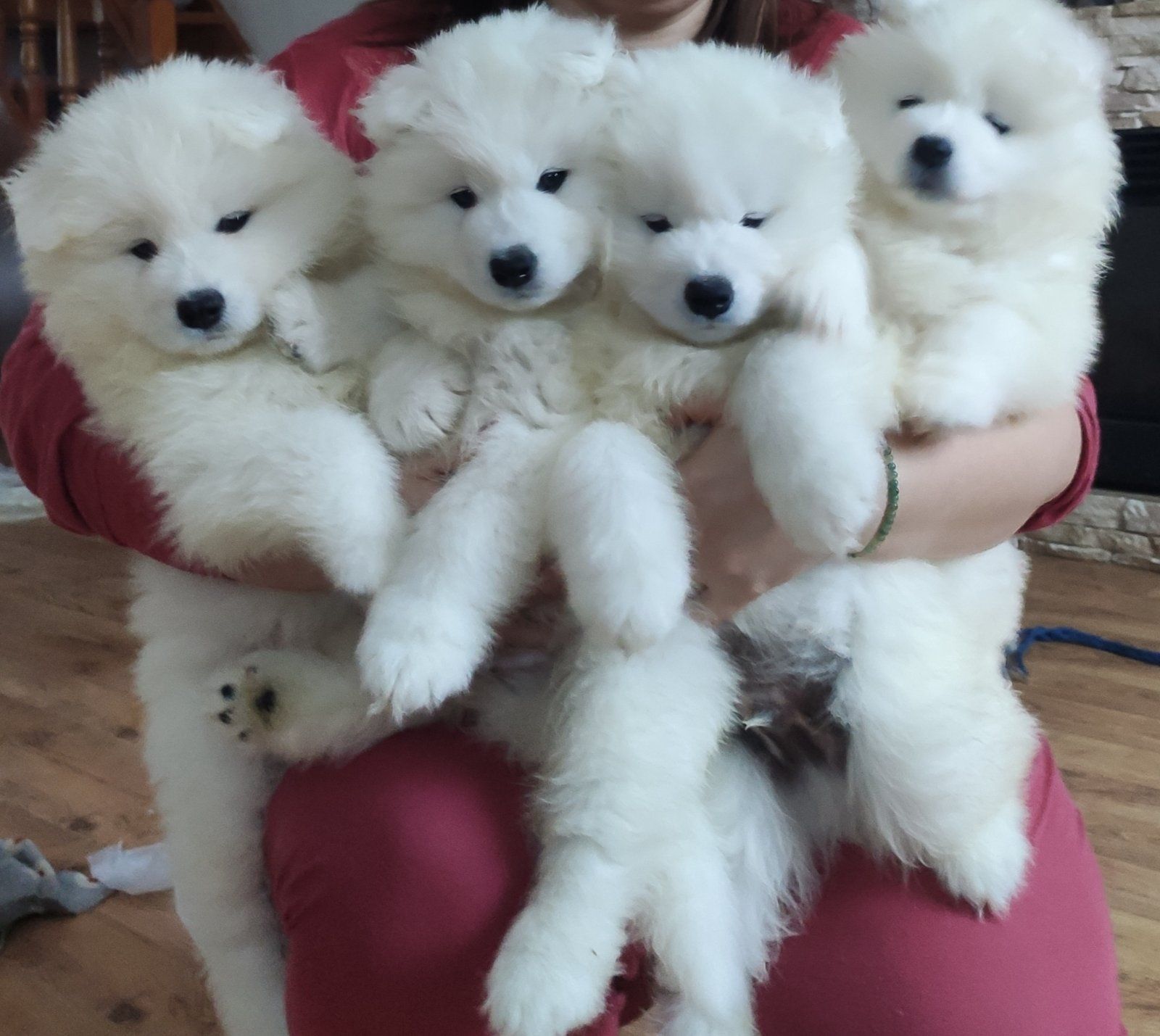 Цуценя самоїда. Хлопчик