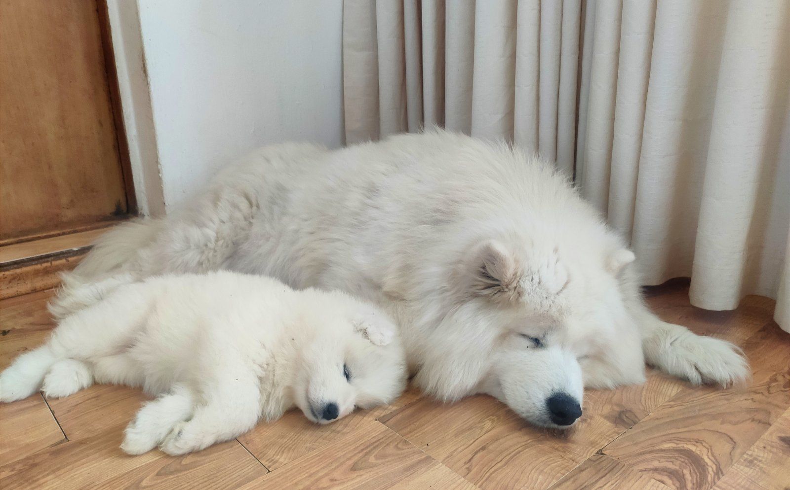 Цуценя самоїда. Хлопчик