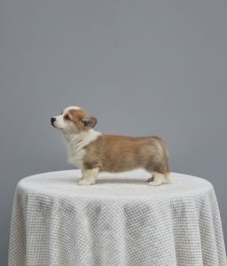 Вельш-коргі пемброк – Чудові цуценята