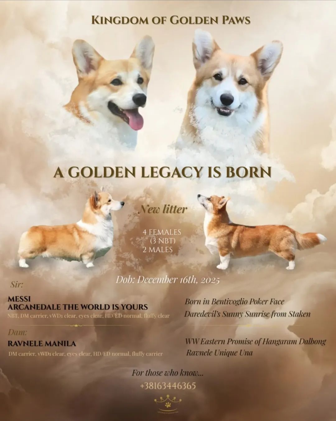 Вельш-коргі пемброк – Чудові цуценята