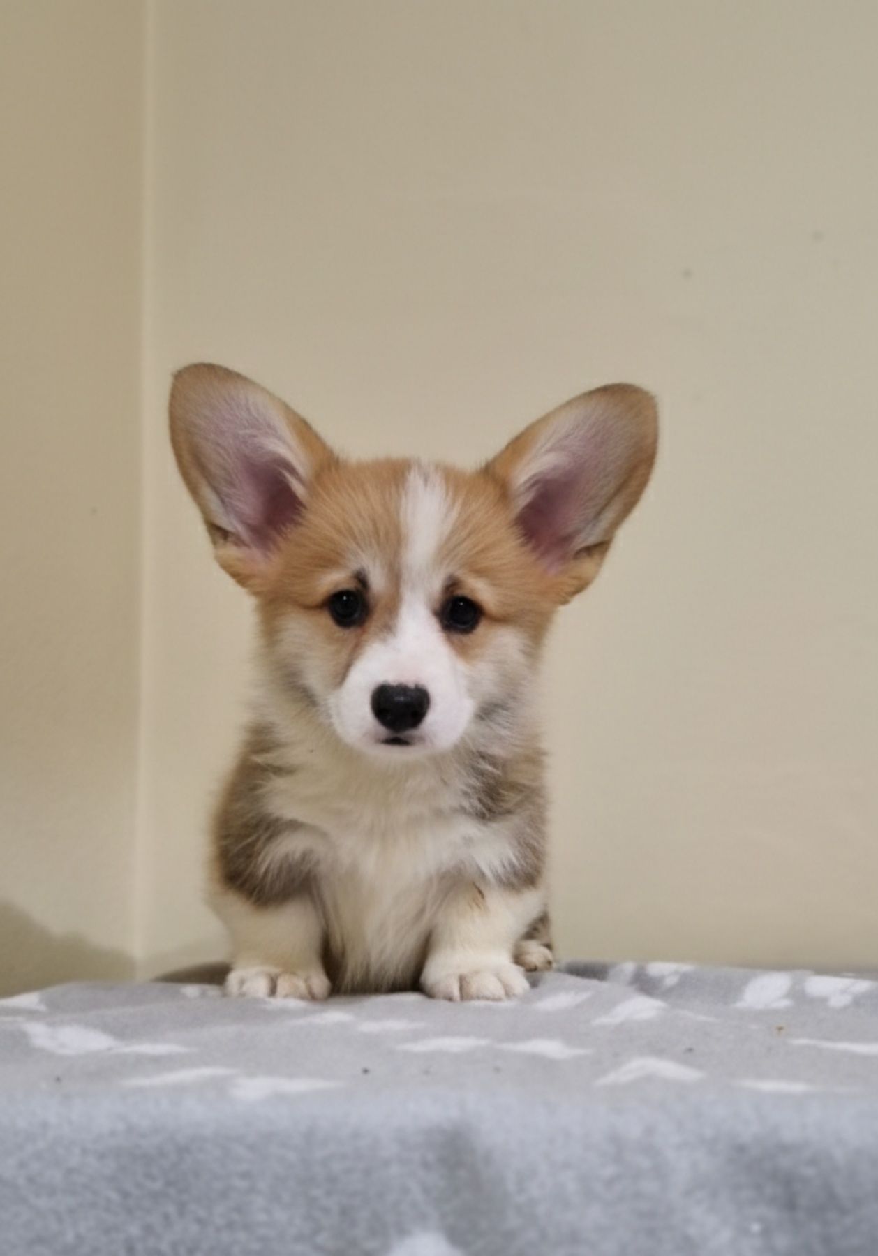 Вельш-коргі пемброк – Чудові цуценята