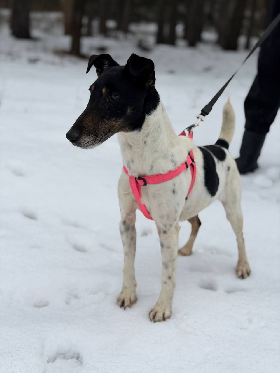 Фокстерʼєр Бетті шукає родину