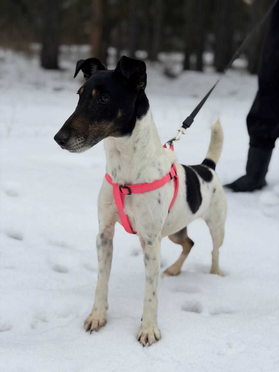 Фокстерʼєр Бетті шукає родину