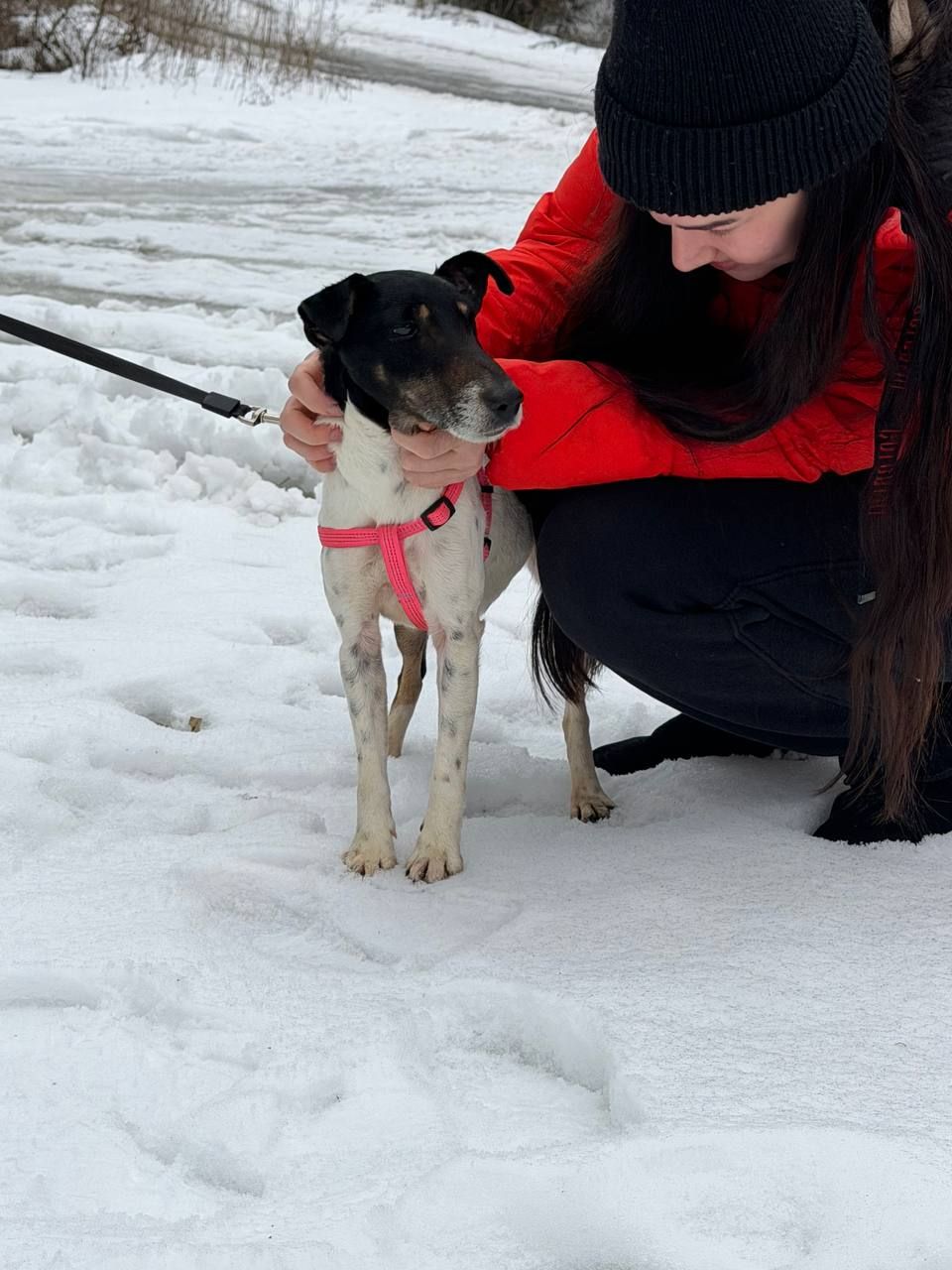 Фокстерʼєр Бетті шукає родину