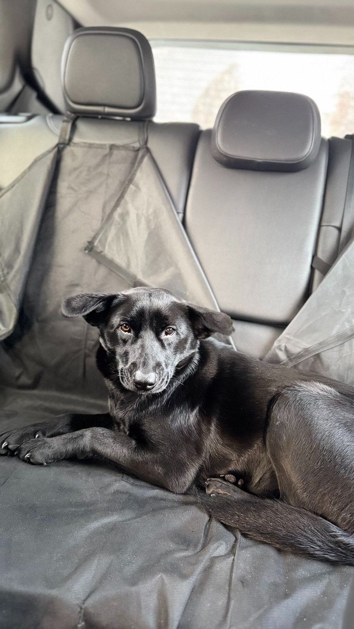 Дівчинка (метис лабрадора) шукає люблячу родину