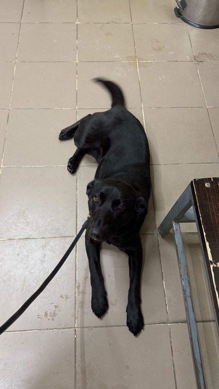 Дівчинка (метис лабрадора) шукає люблячу родину