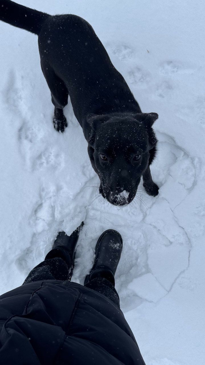 Дівчинка (метис лабрадора) шукає люблячу родину