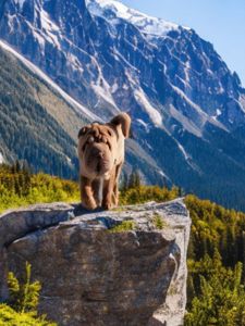 Shar pei, хлопчик Шар пея КСУ FCI