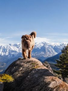 Shar pei, хлопчик Шар пея КСУ FCI