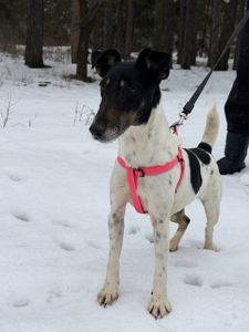 Фокстерʼєр Бетті шукає родину