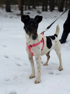 Фокстерʼєр Бетті шукає родину