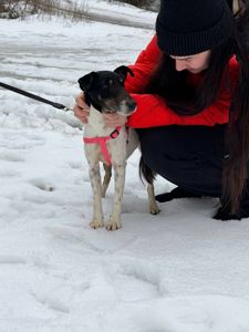 Фокстерʼєр Бетті шукає родину