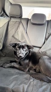 Дівчинка (метис лабрадора) шукає люблячу родину