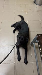 Дівчинка (метис лабрадора) шукає люблячу родину