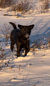 Дівчинка (метис лабрадора) шукає люблячу родину