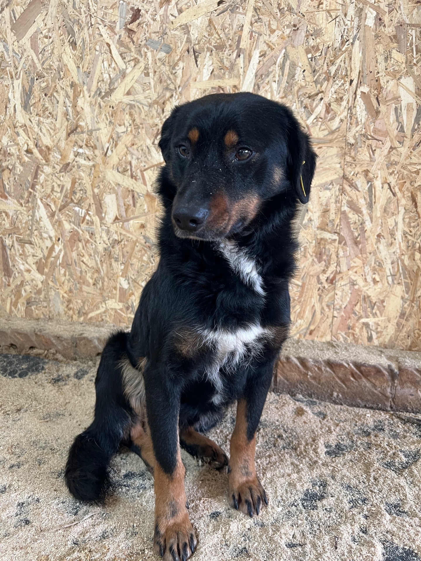 Фунтік мріє про свій дім 🐾