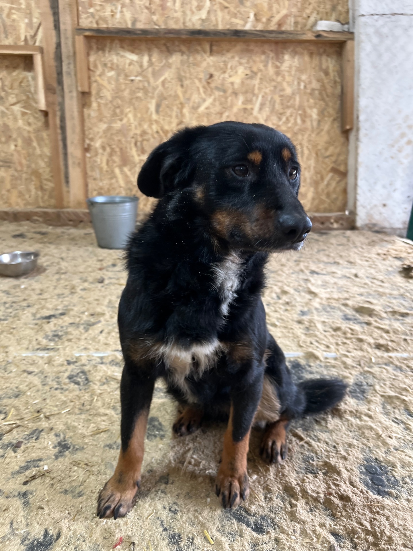Фунтік мріє про свій дім 🐾