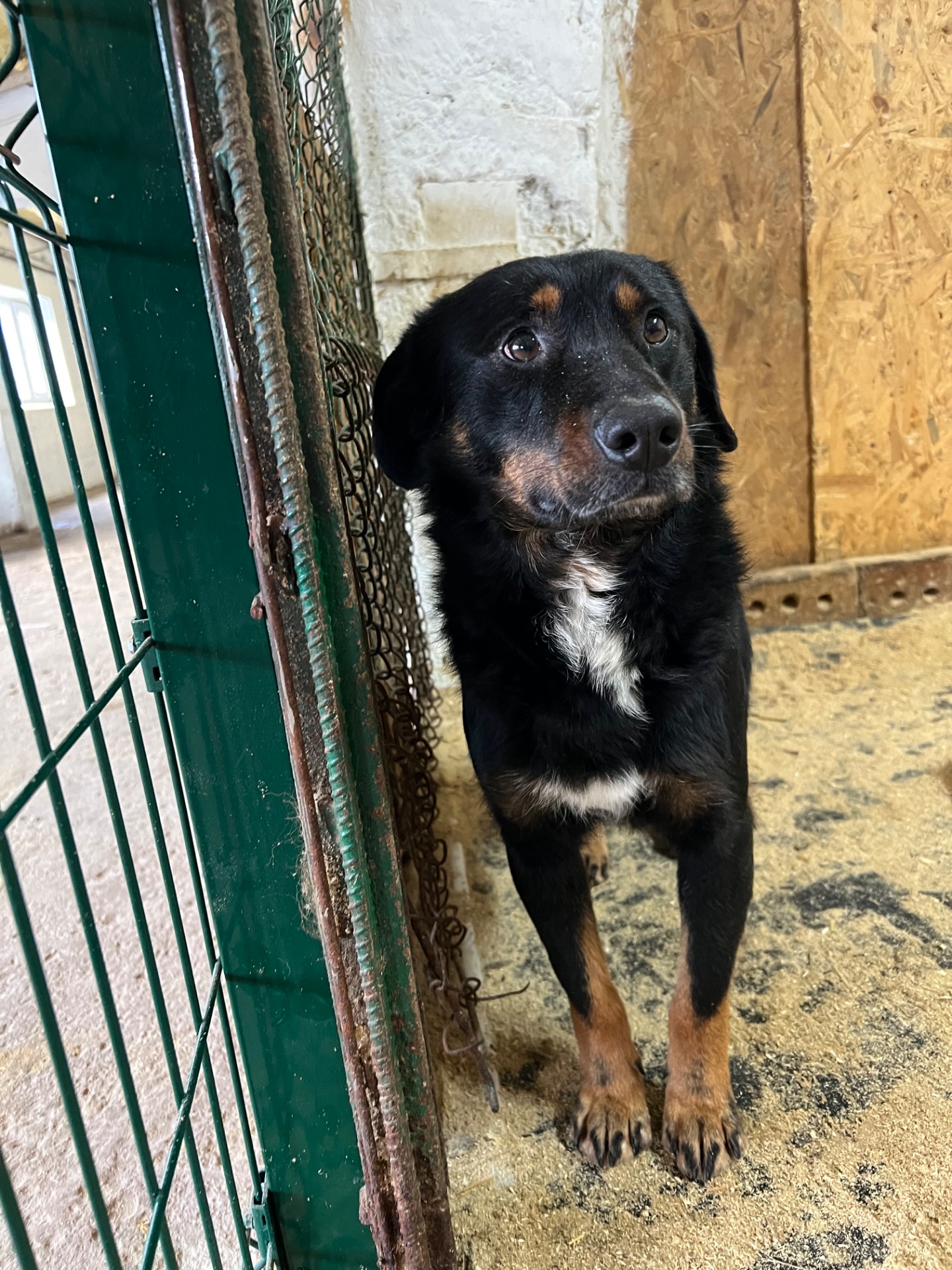 Фунтік мріє про свій дім 🐾