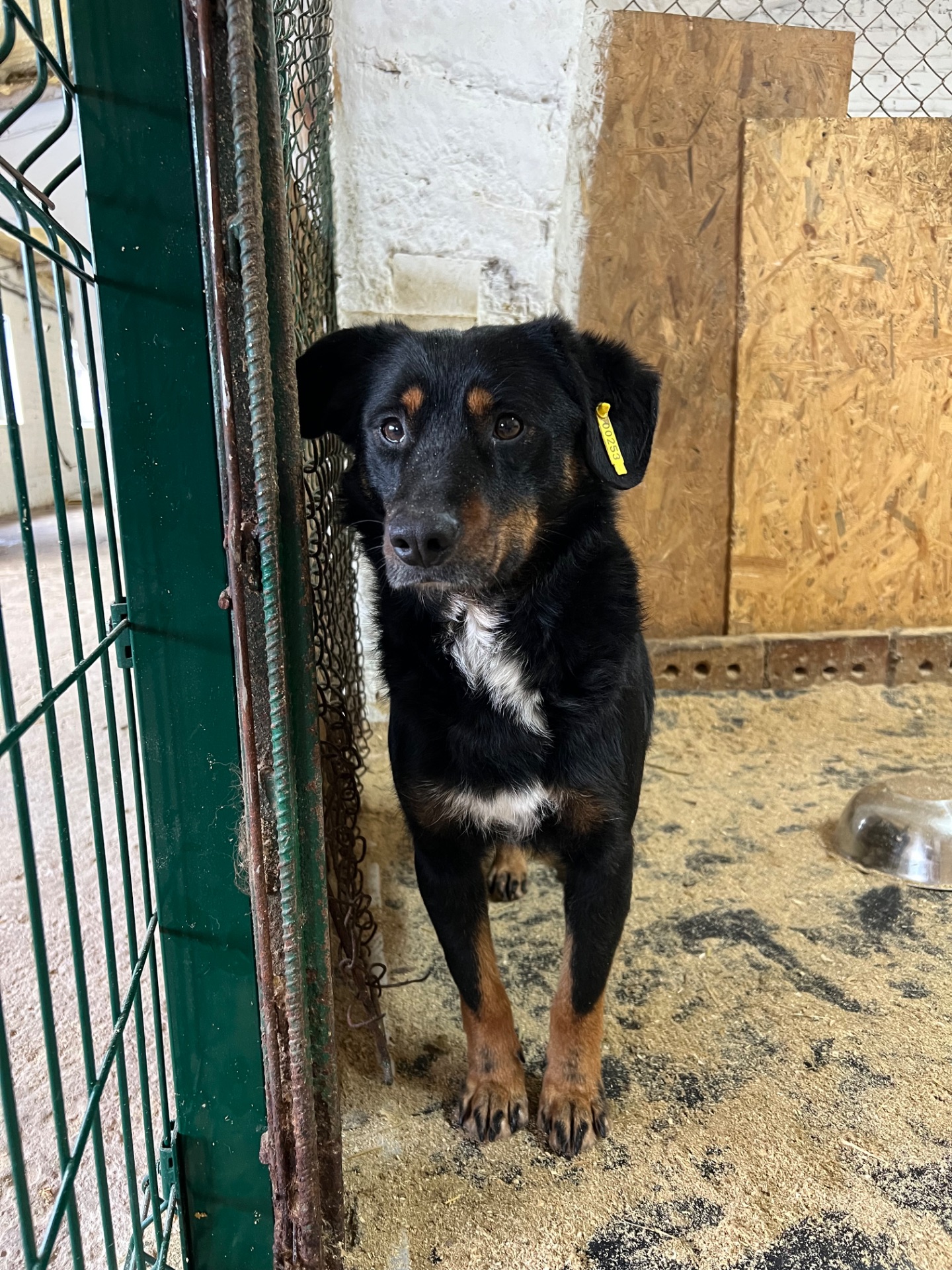 Фунтік мріє про свій дім 🐾