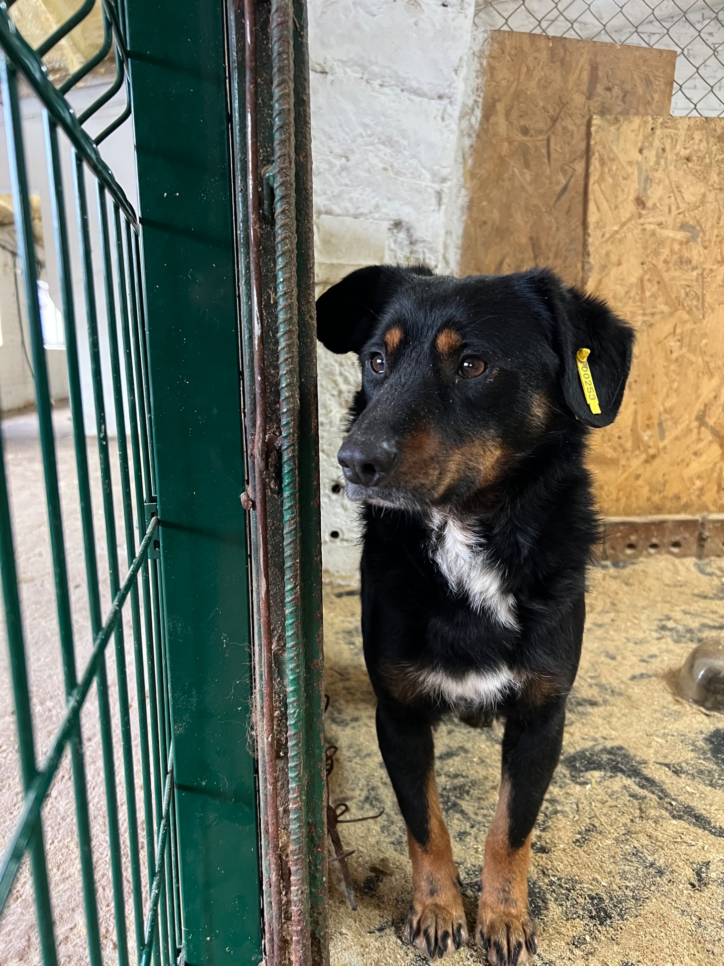 Фунтік мріє про свій дім 🐾