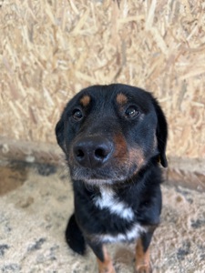 Фунтік мріє про свій дім 🐾