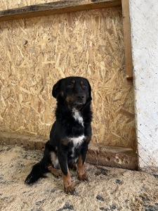 Фунтік мріє про свій дім 🐾