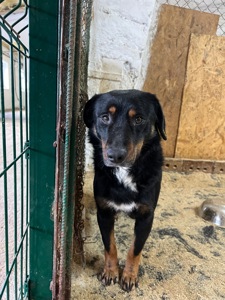 Фунтік мріє про свій дім 🐾