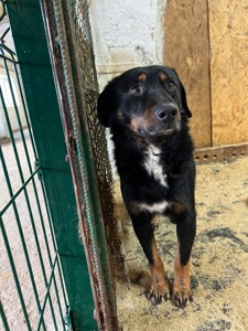 Фунтік мріє про свій дім 🐾