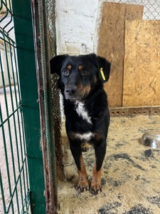 Фунтік мріє про свій дім 🐾