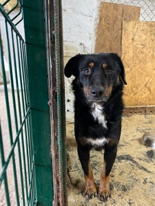 Фунтік мріє про свій дім 🐾