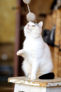 Мініатюрна Каркуша