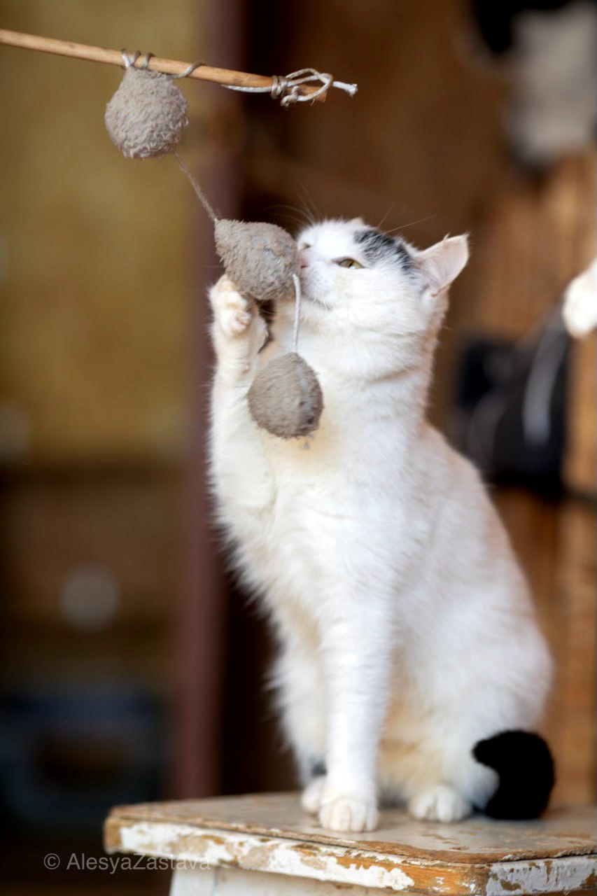 Мініатюрна Каркуша