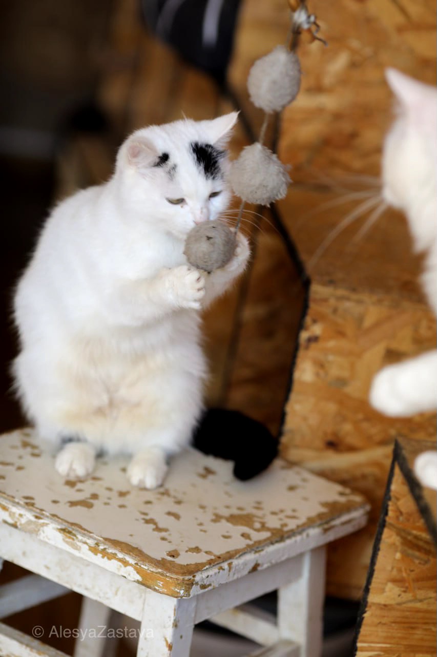 Мініатюрна Каркуша