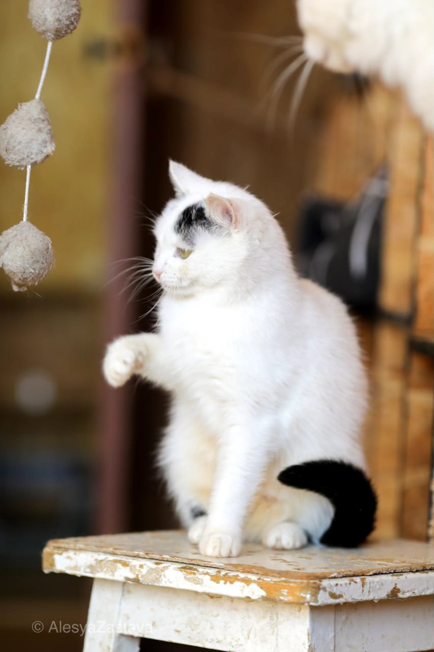 Мініатюрна Каркуша