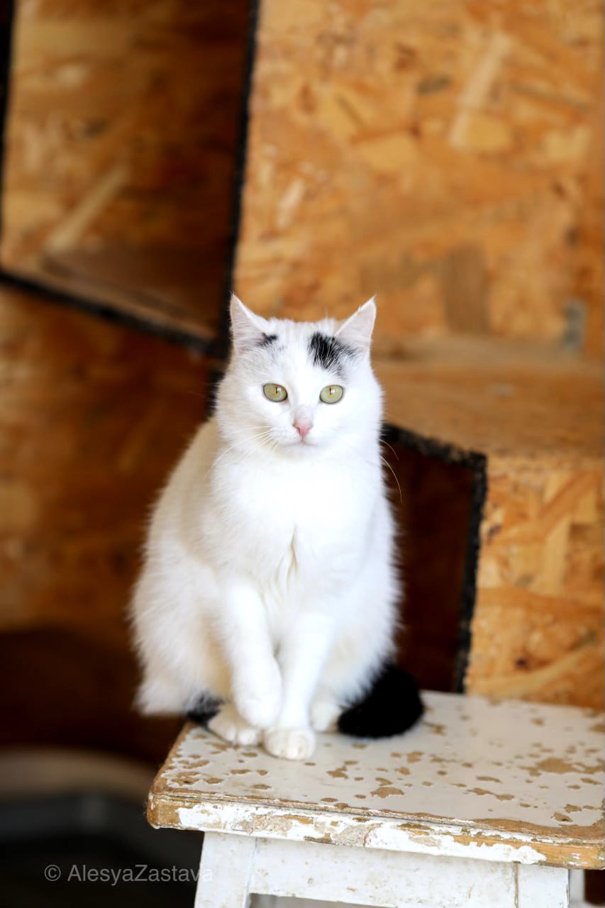 Мініатюрна Каркуша