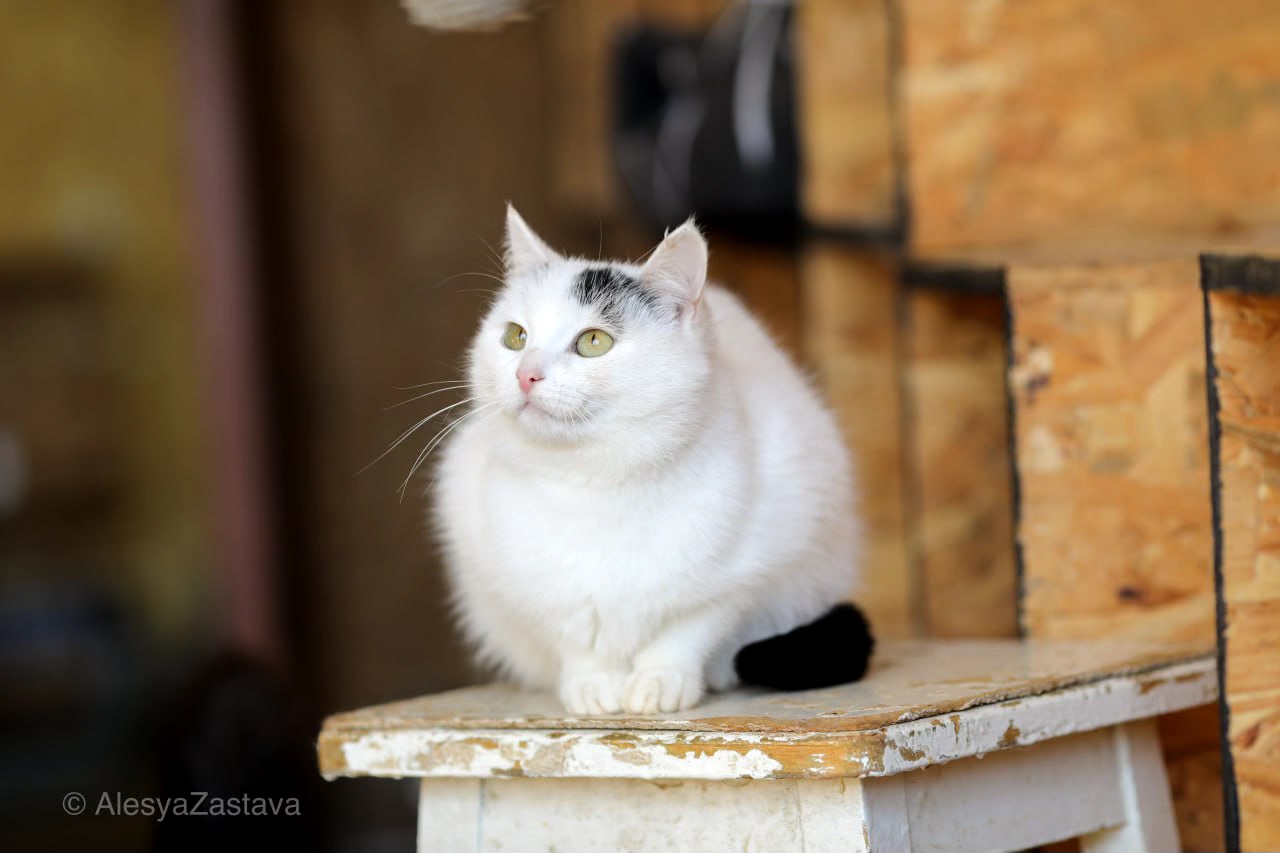 Мініатюрна Каркуша