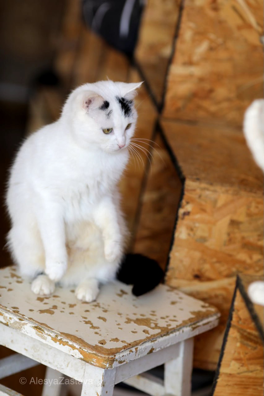 Мініатюрна Каркуша